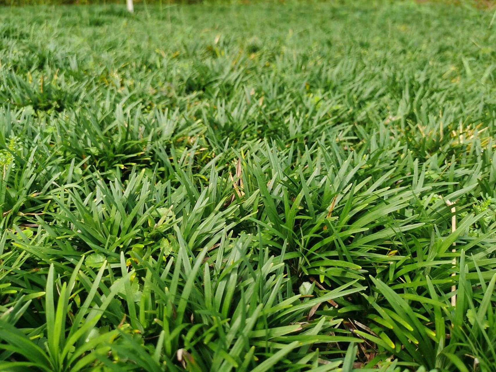玉龙草又叫矮麦冬,四季常绿 玉龙草又叫矮麦冬,四季常绿,花园,庭院