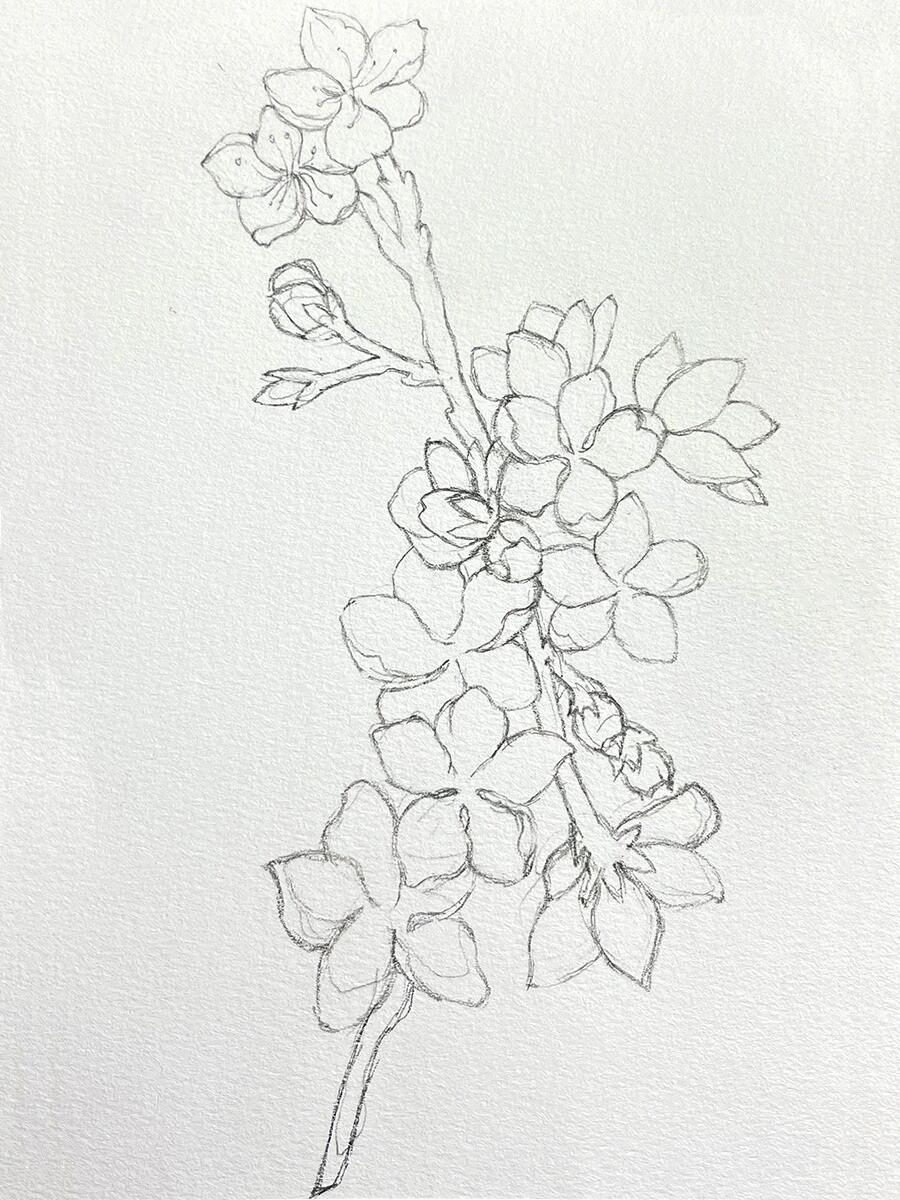 桃花线稿95|针管笔手绘|花卉|附过程图