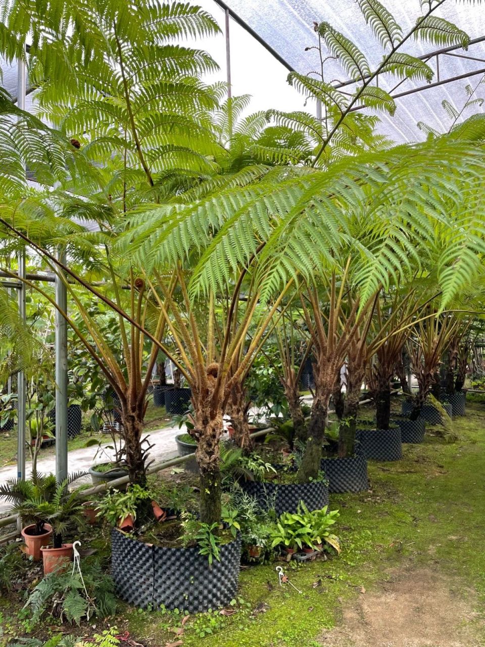 珍稀保护植物|买卖违法 笔筒树/学名:sphaeropteris lepifera (hook.