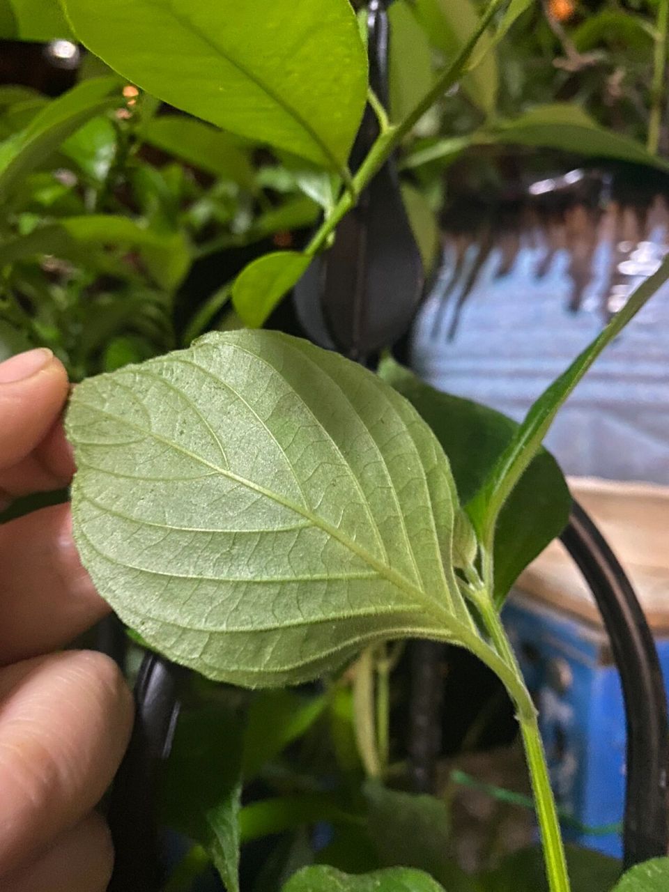 紫蓝草&红蓝草の区别 图123是紫蓝草.图4是红蓝草.