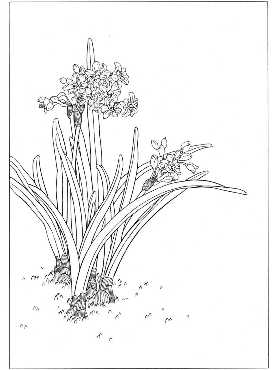 每日艺赏|白描水仙花(一) 中国水仙的原种为唐代从意大利引进,是法国