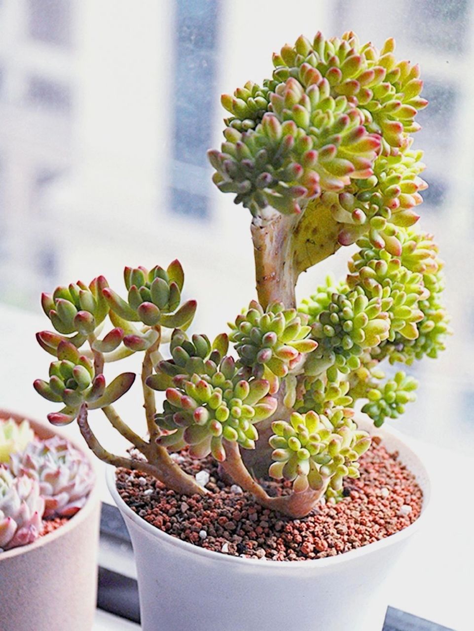 春萌多肉缀化,你怎么可以那么可爱91 对于部分养多肉的友友,新奇有