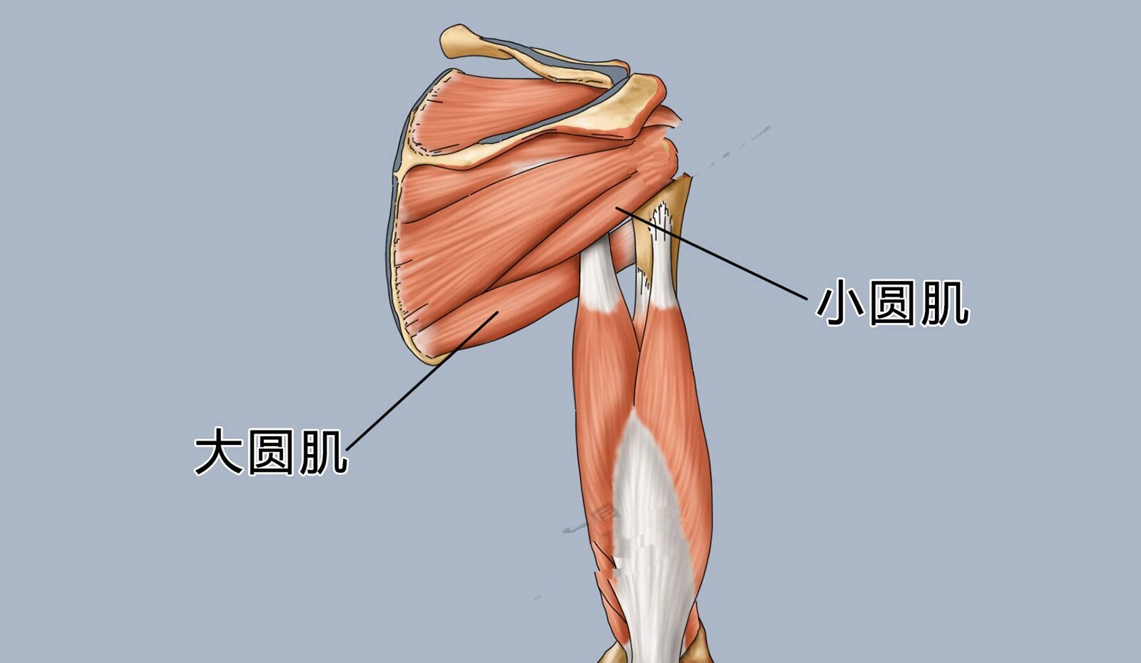 小圆肌的位置图片图片