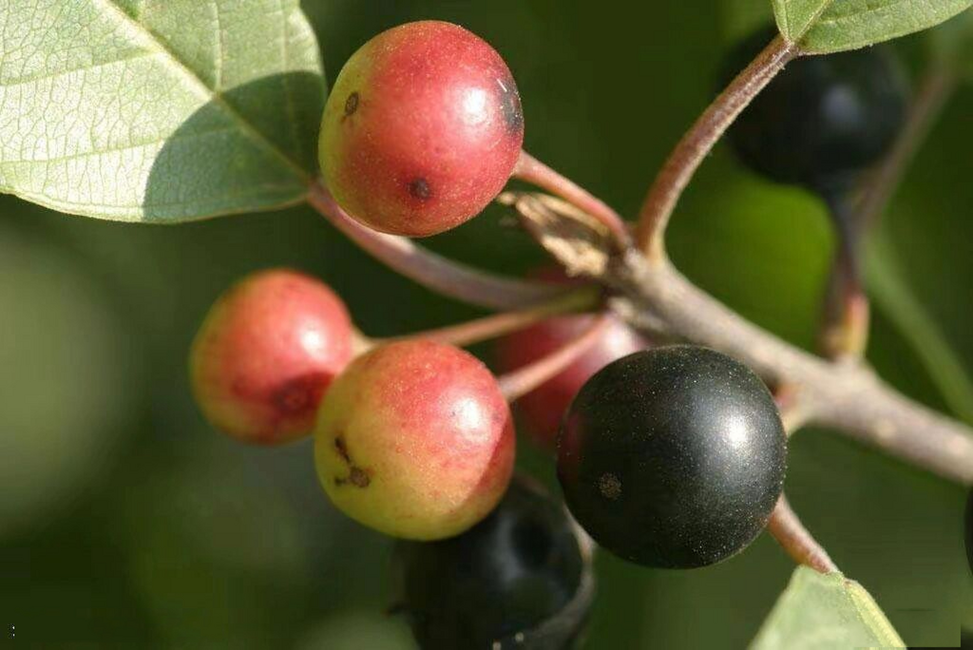 鼠李图片  鼠李,又名臭李子,属落叶灌木或小乔本,分布于我国东北部和