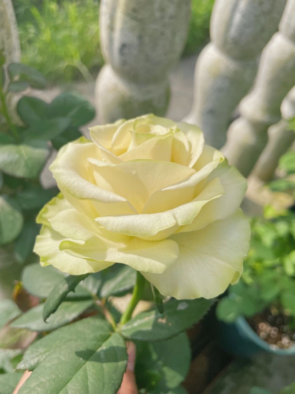 月季|琉璃翠 好长时间没更新 是因为夏天的月季真的没眼看 但是琉璃翠