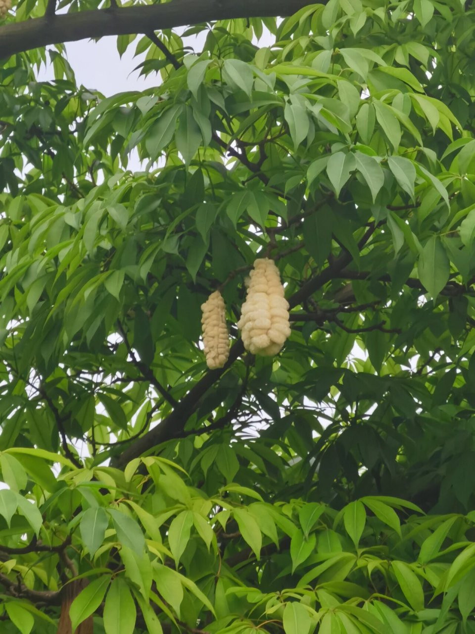 樱花木棉的果实图片