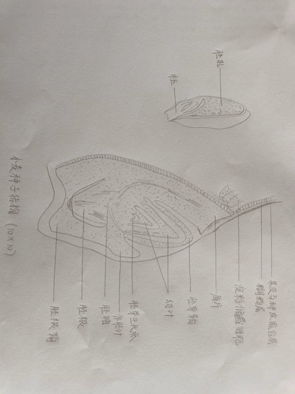 小麦种子图片 结构图片