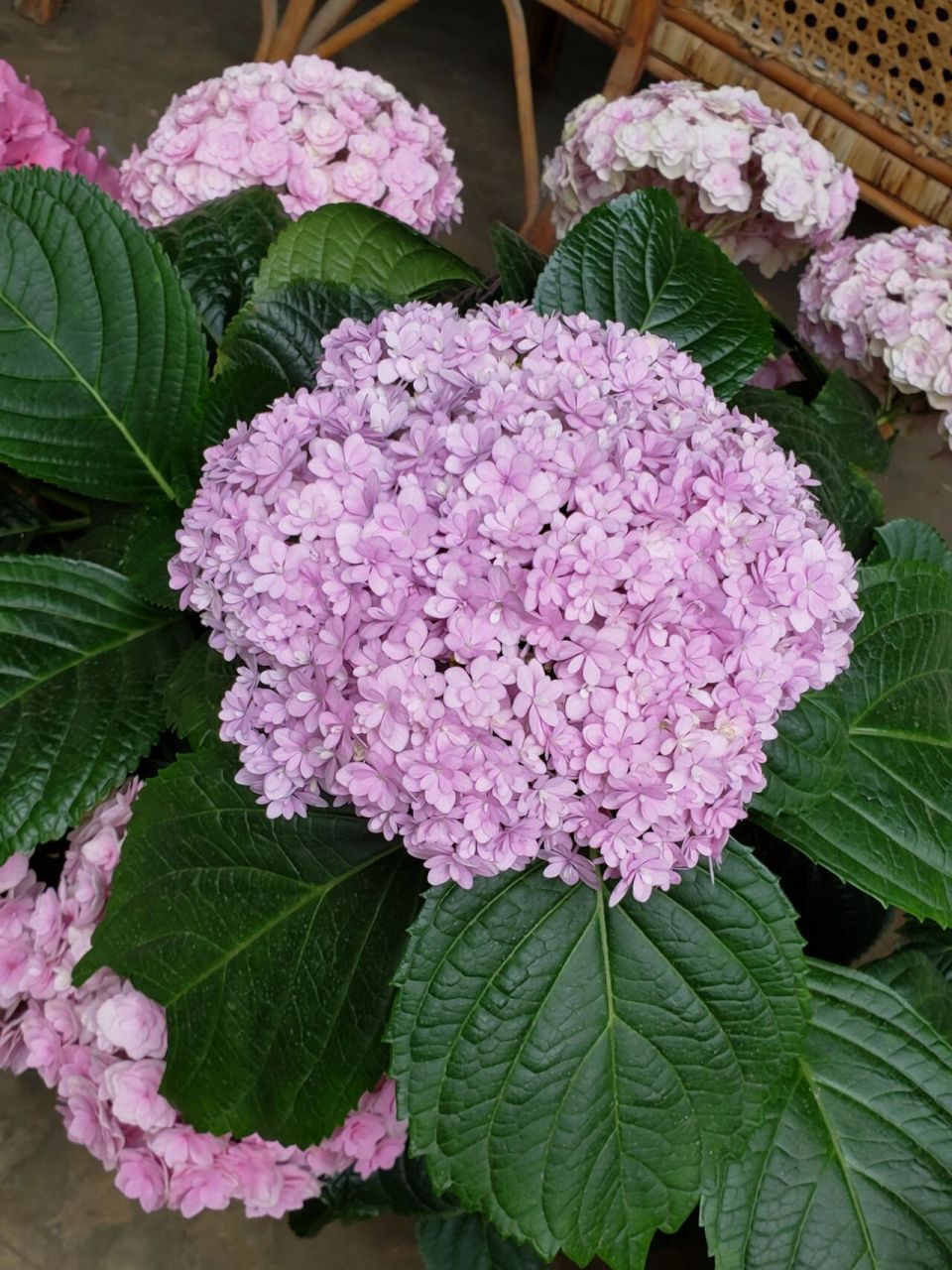 绣球——花手鞠 调色成功了一丢丢的花手鞠 实物看起来比图片更紫一些