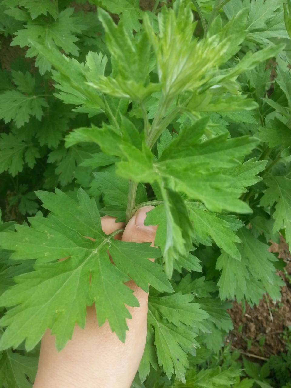 纯正的艾草是圆叶还是尖叶?可能也有不同品种,买味道浓的总没有错.