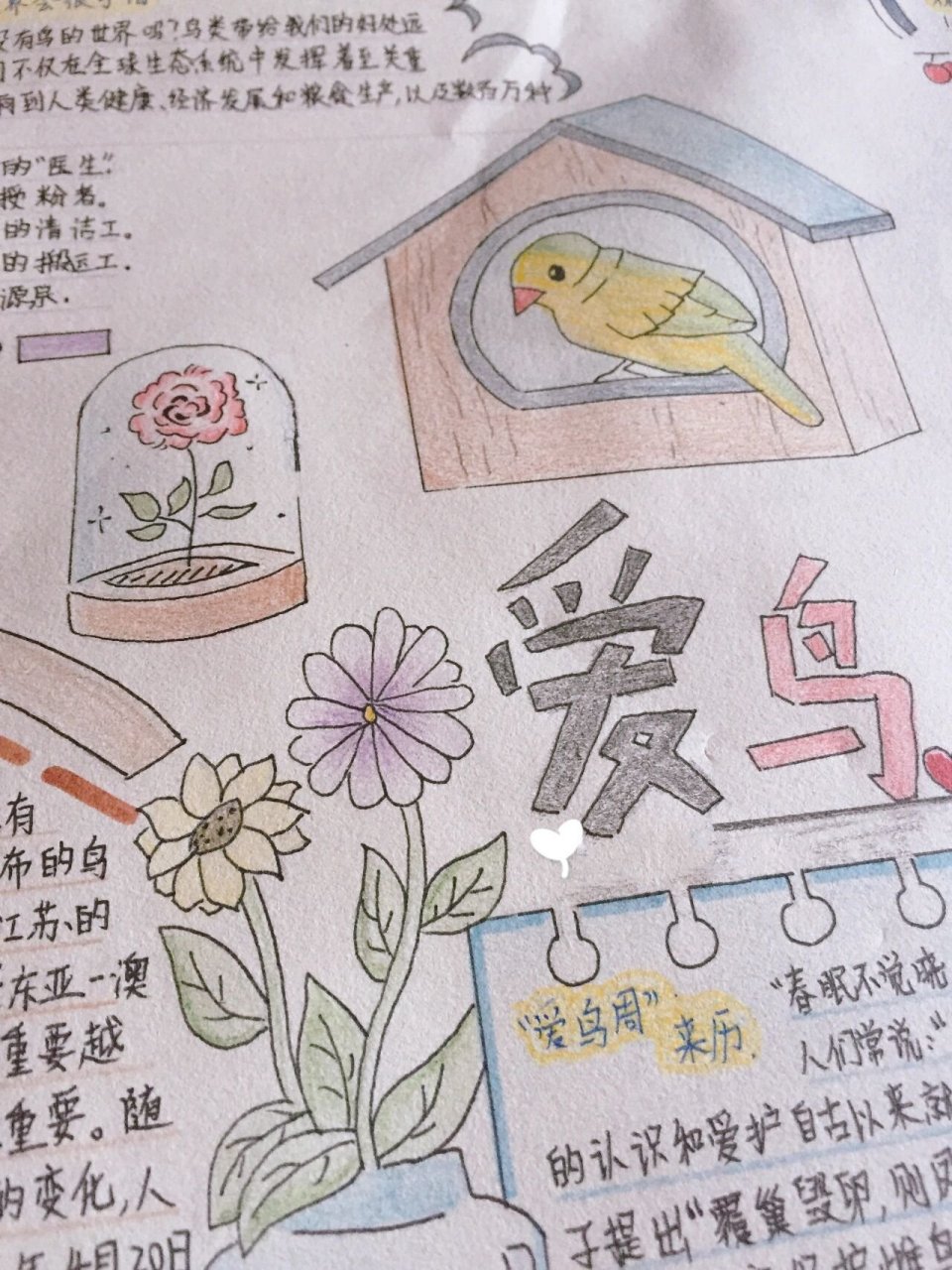 爱鸟护鸟主题手抄报 南京江宁二等奖的哟