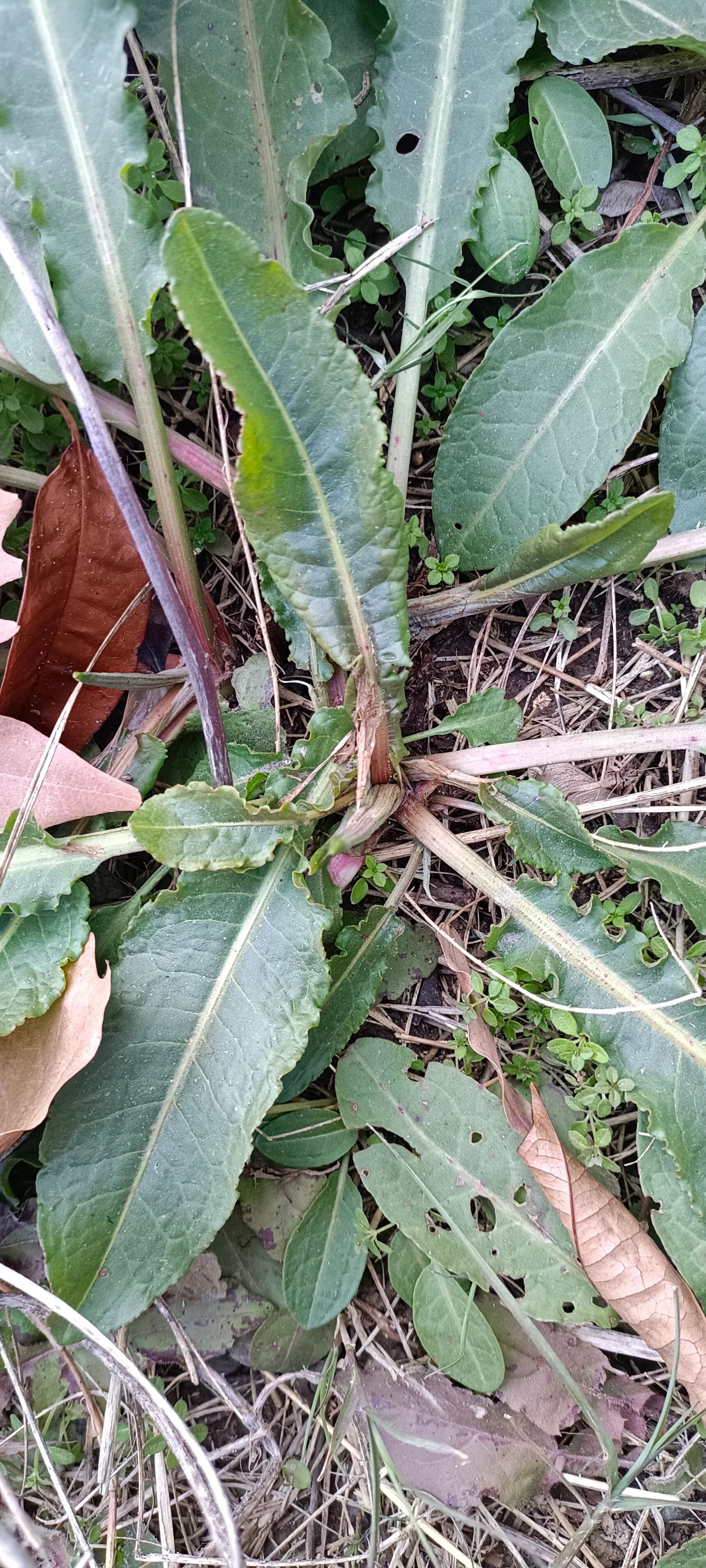 羊蹄植物图片图片