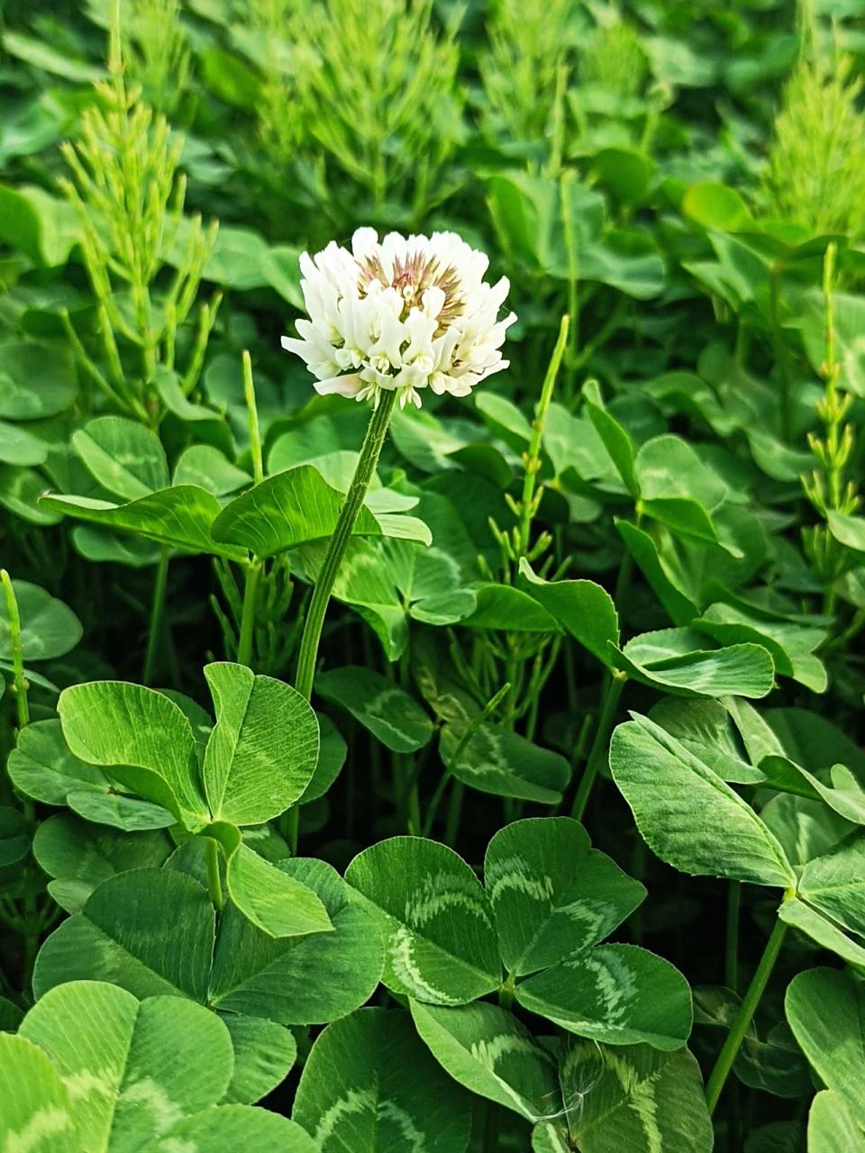 野草_白车轴草 白车轴草(trifolium repens l)又名白三叶,白花三叶草