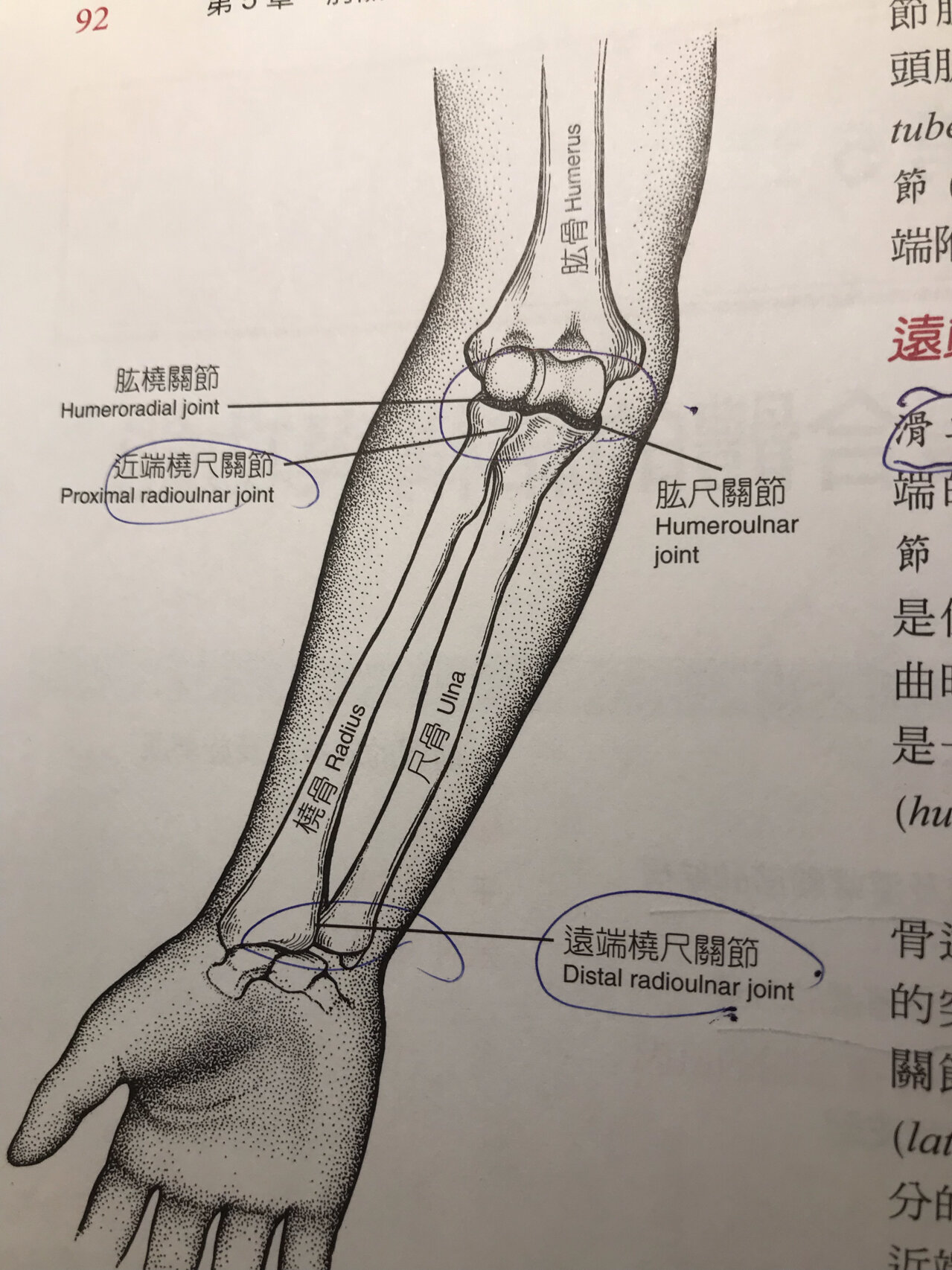 前臂复合体的关节  肘关节以及前臂复合体的关节有四个关节 肱桡关节