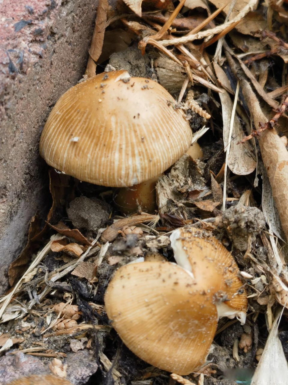 不知道是不是真的狗尿苔? 还有人说可以吃.