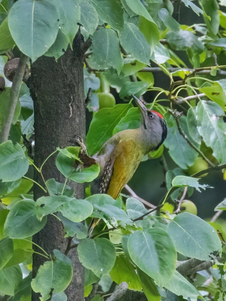 灰头绿啄木鸟雄鸟上体背部绿色,额部和顶部是红色,枕部灰色并有黑