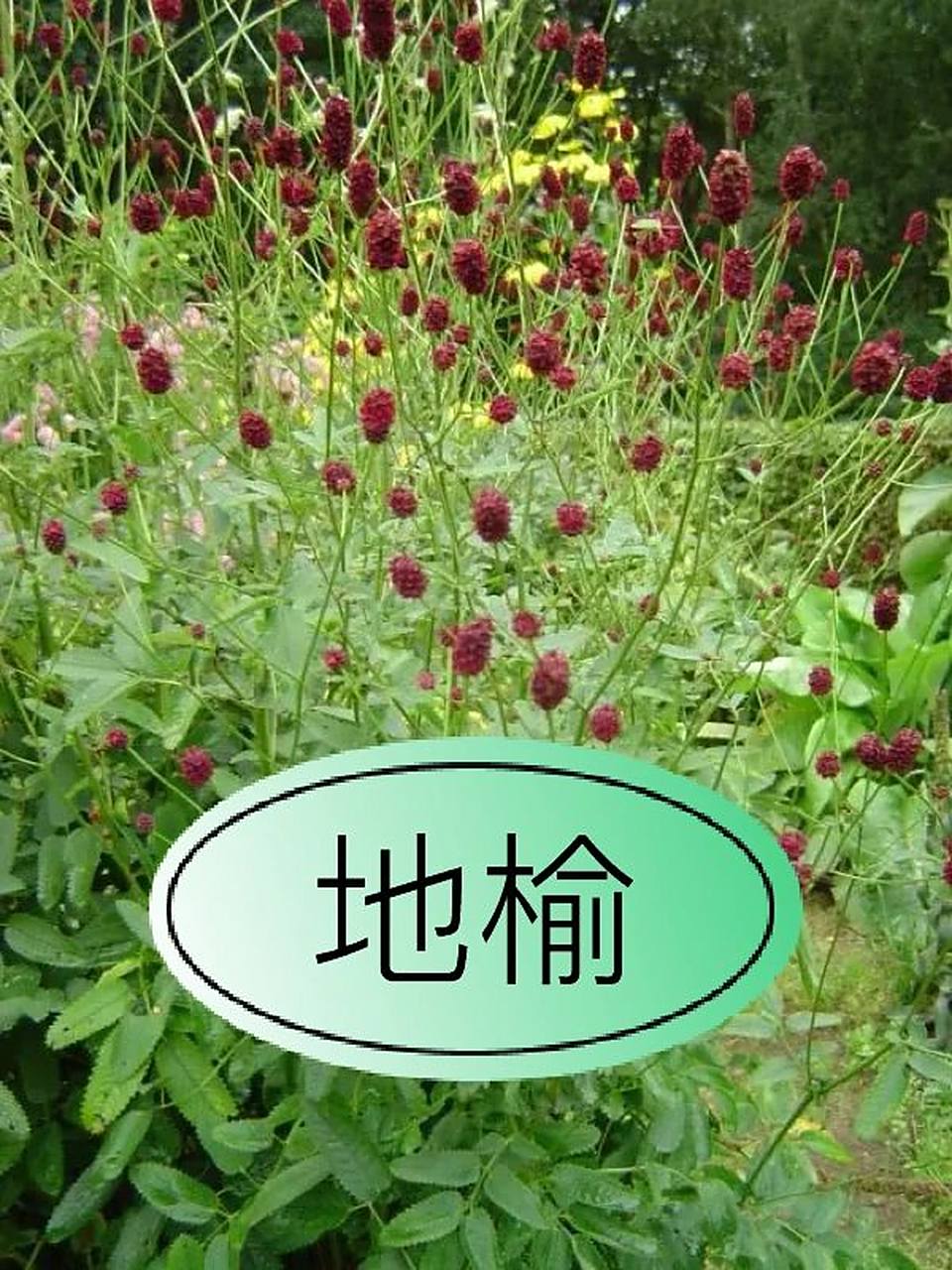 乡土植物——地榆 地榆:蔷薇科地榆属 92特征:多年生草本,高50～150