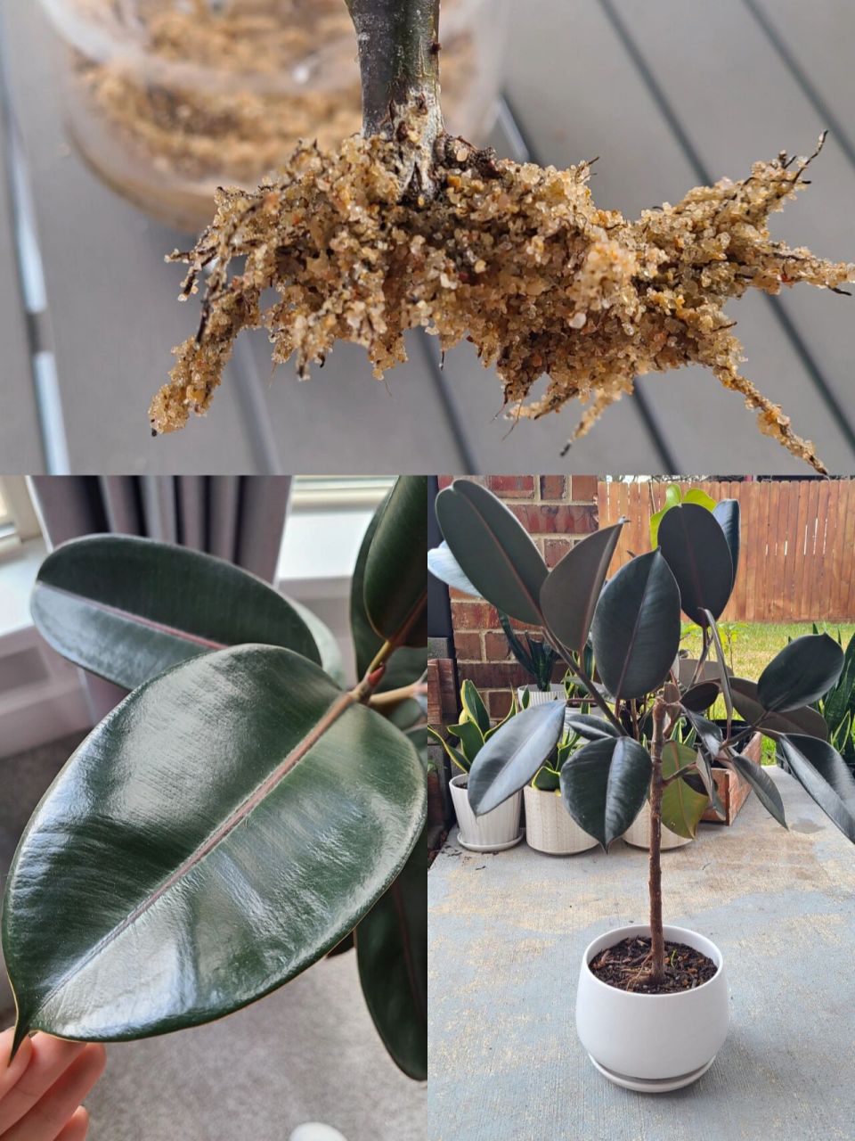 黑金刚橡皮树 打顶扦插养护 rubber plant 黑金刚日常养护: 	 77