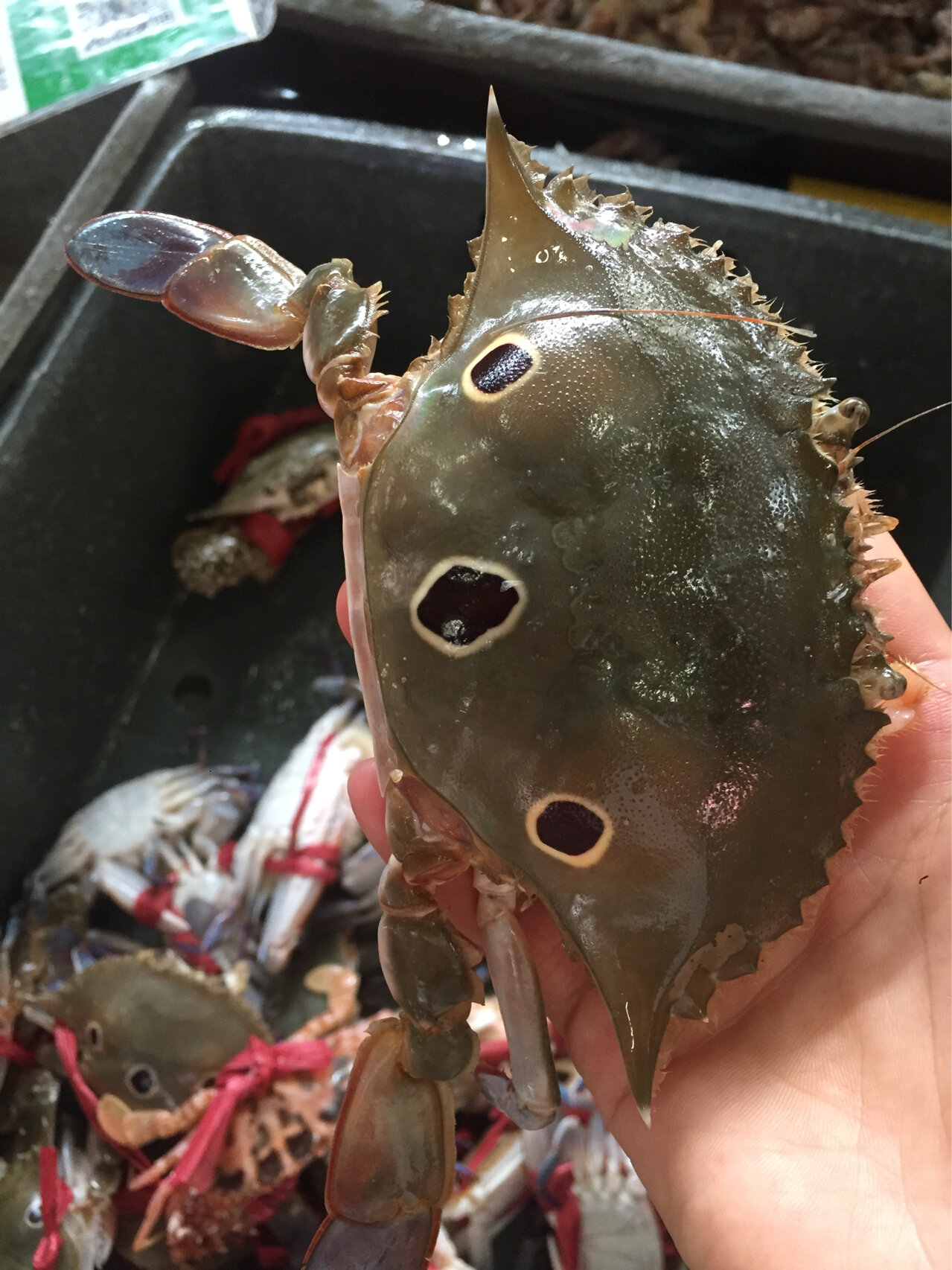 【深海野生三点蟹】手掌那么大