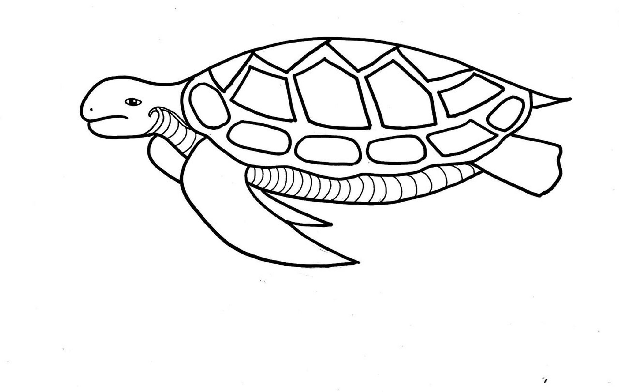 海龟简笔画侧面图片