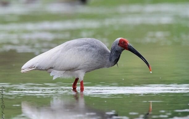 濒危动物——朱鹮 朱鹮(学名:nipponia nippon): 是鹮科,朱鹮属的鸟类