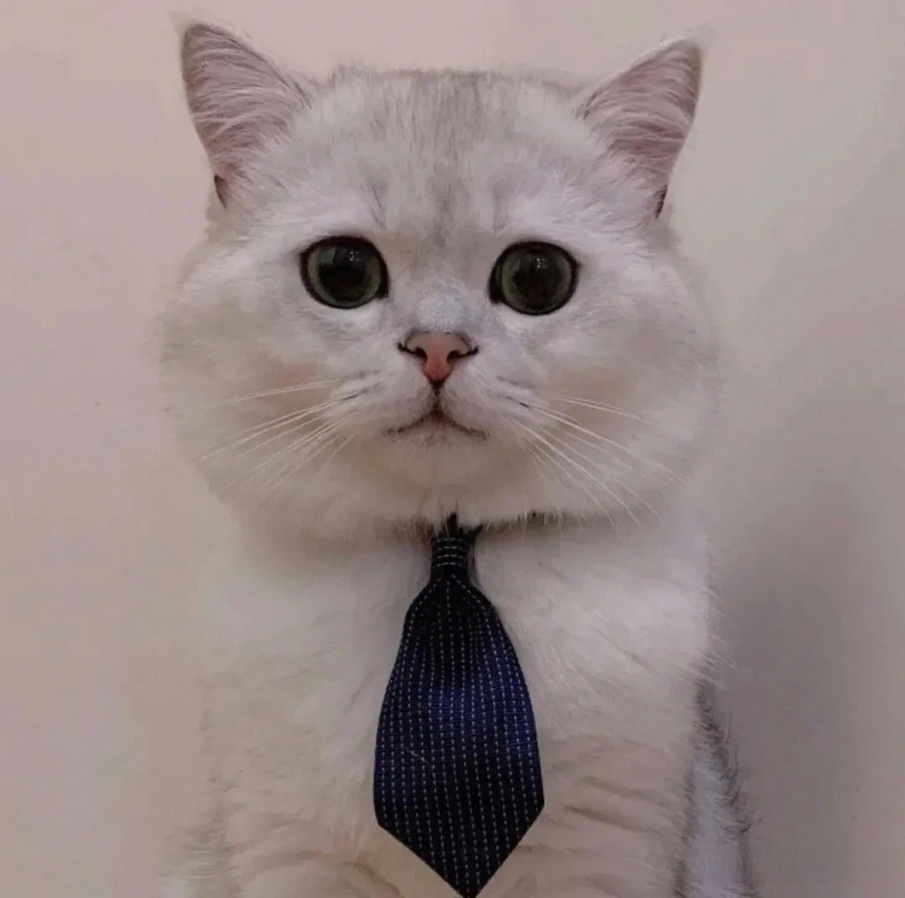 猫咪情侣头像～证件照 是一本正经的小可爱呀!