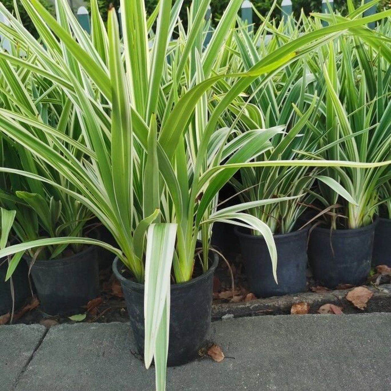 多年生草本,植株基部围有叶鞘残留的纤维.