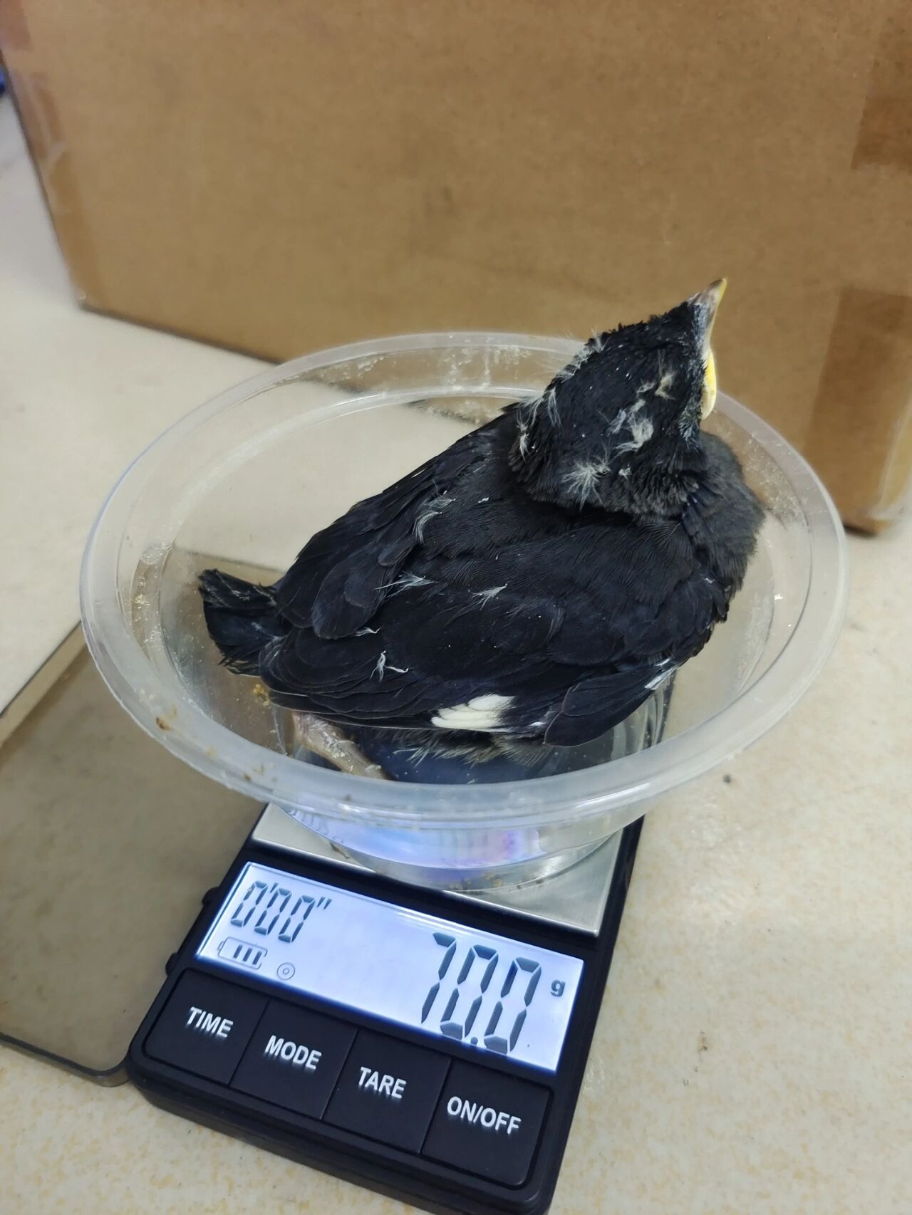 八哥雏鸟 怎么同一窝八哥幼鸟,两只的嘴甲口腔颜色不一样?