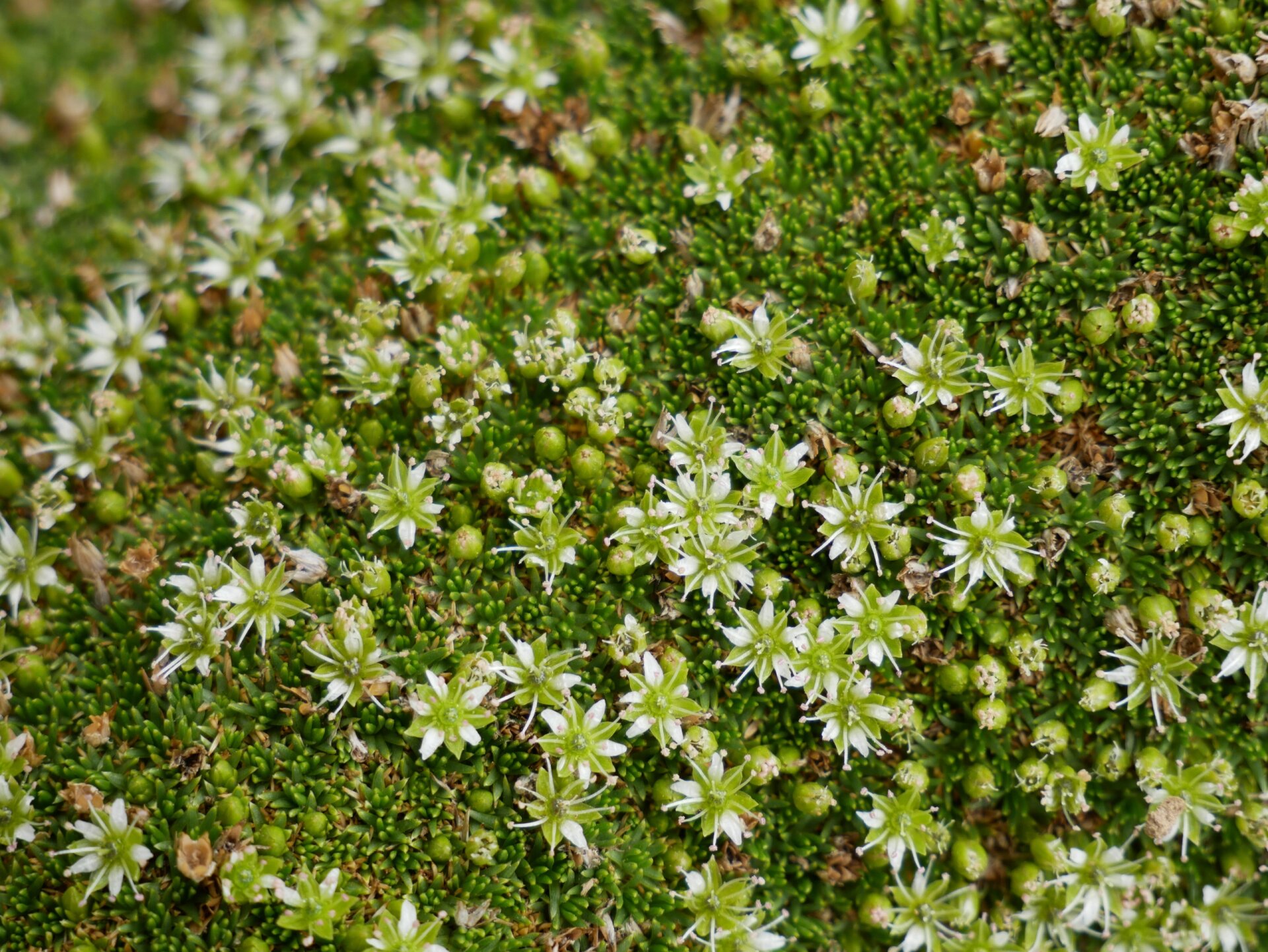 见过苔藓开花吗