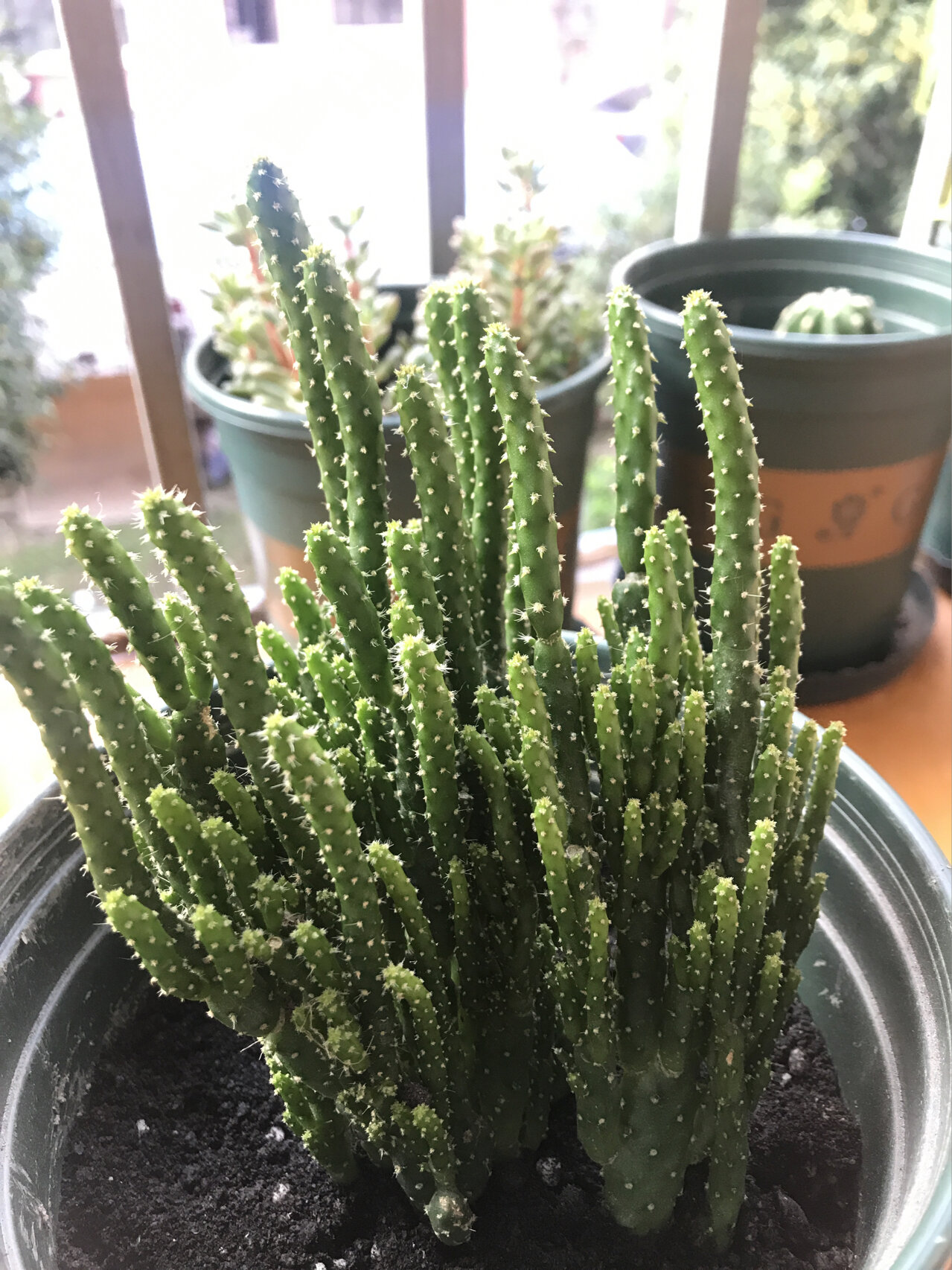 姬珊瑚两年的变化