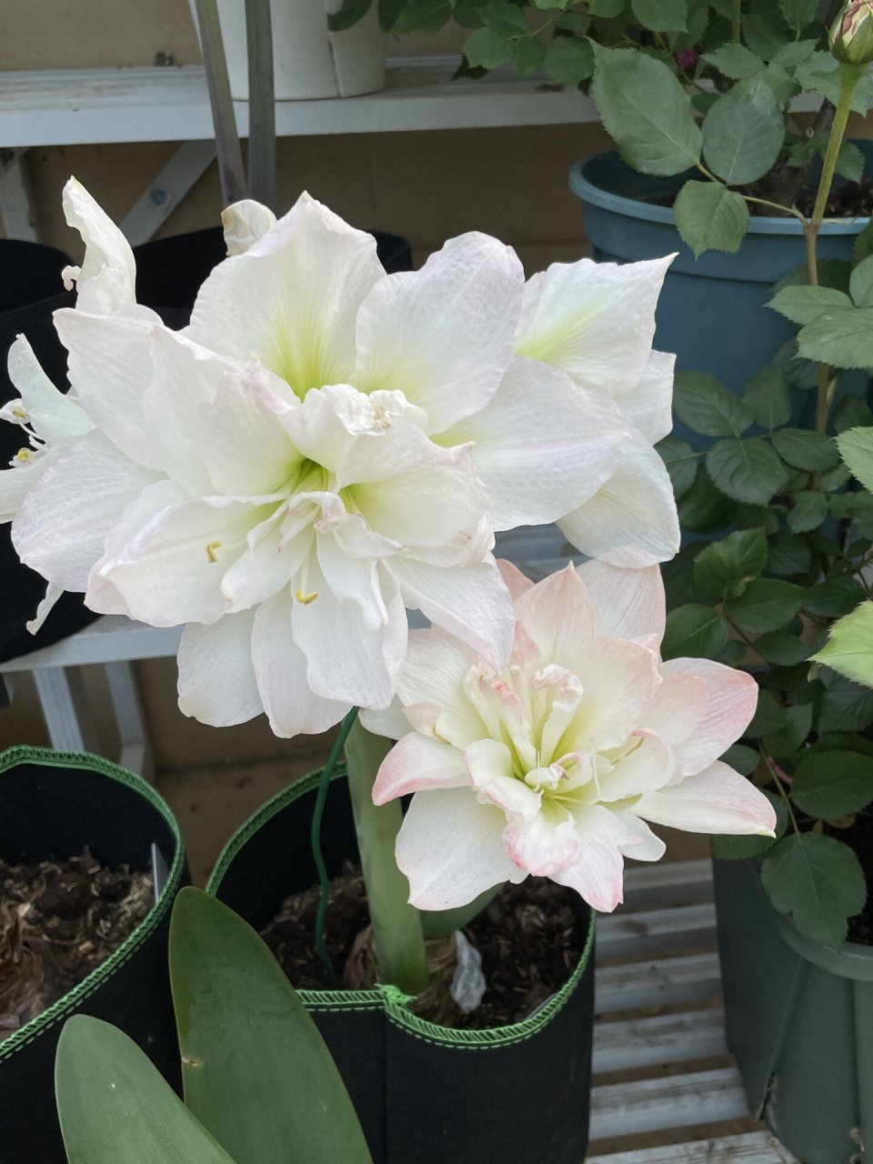 朱顶红北极女神 新球开花,单朵花期还挺长,白色花朵带一点点粉,淡妆的