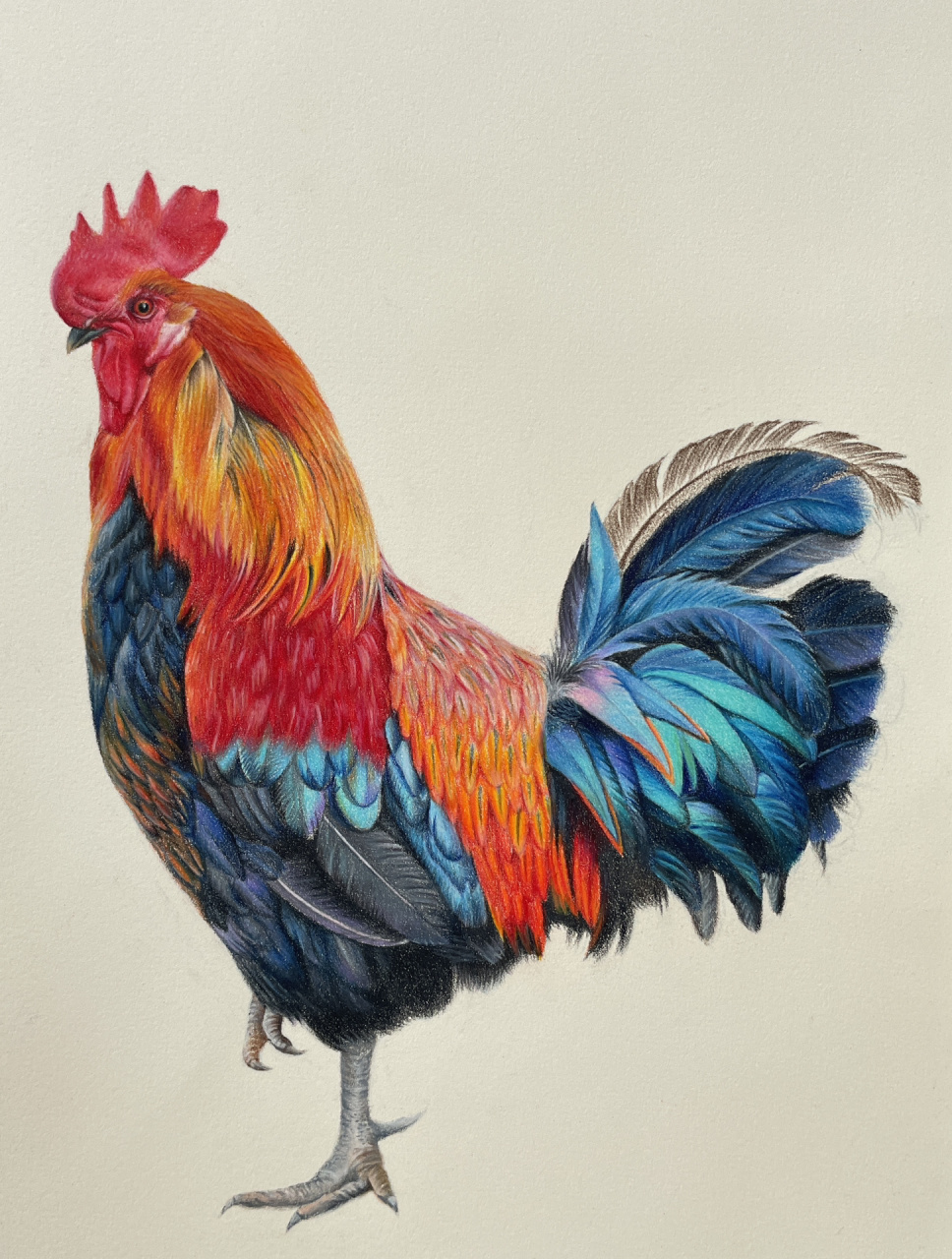 彩铅画大公鸡,大鸡大利hong运当头,画好了