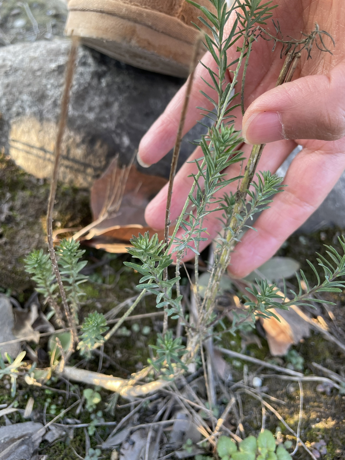 蓝花亚麻 第三年了还在抽芽