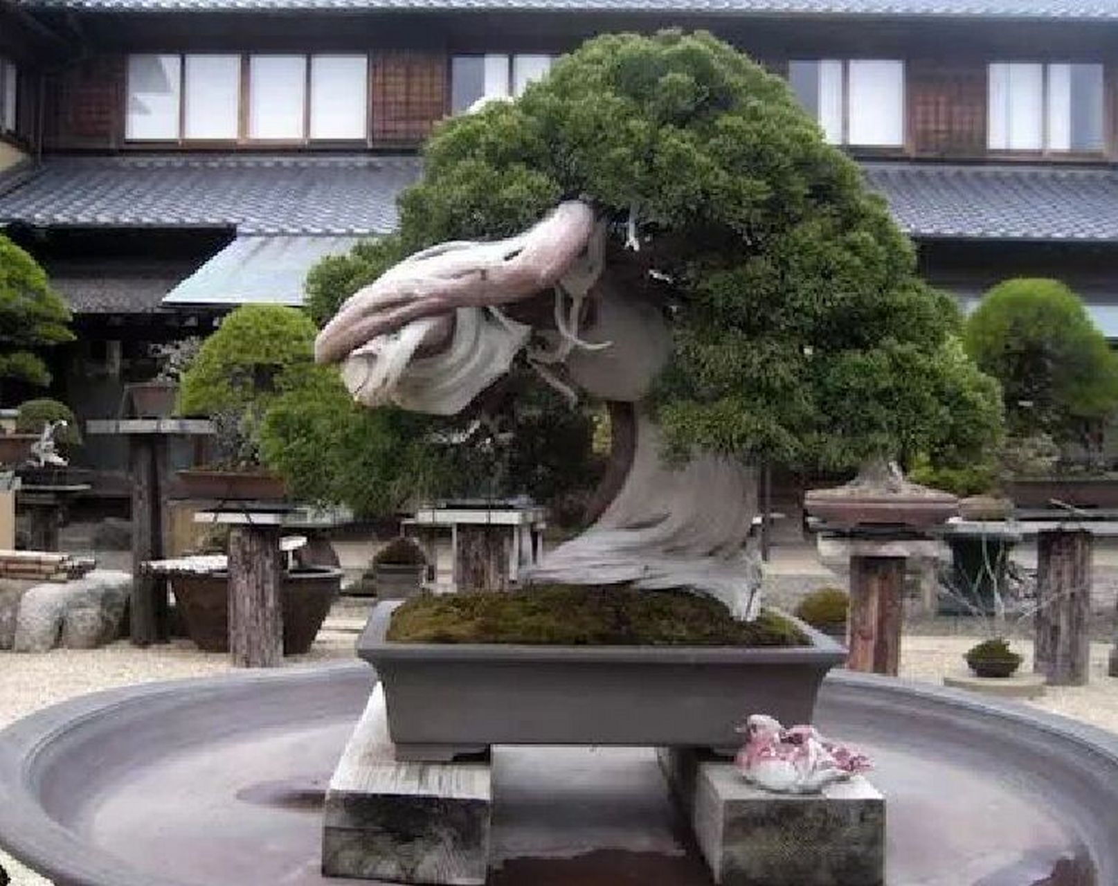 全球十大金奖盆景,中国仅一人上榜 盆景是一种植物和山石以及水,土为