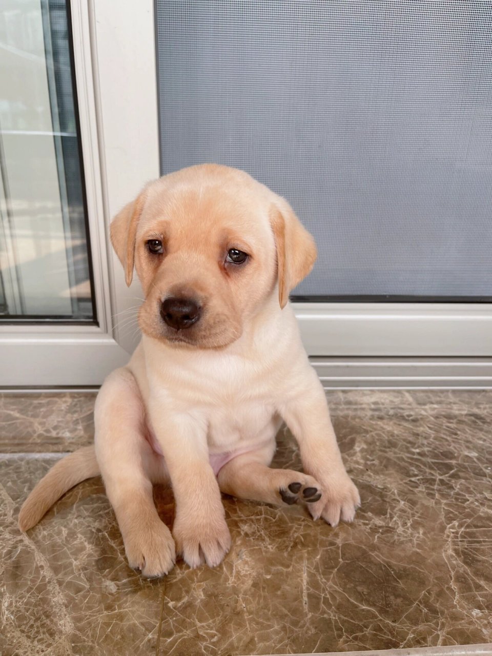 拉布拉多,经典祖传坐姿  98狗生日常,50天的皮蛋,家里老人一天一个