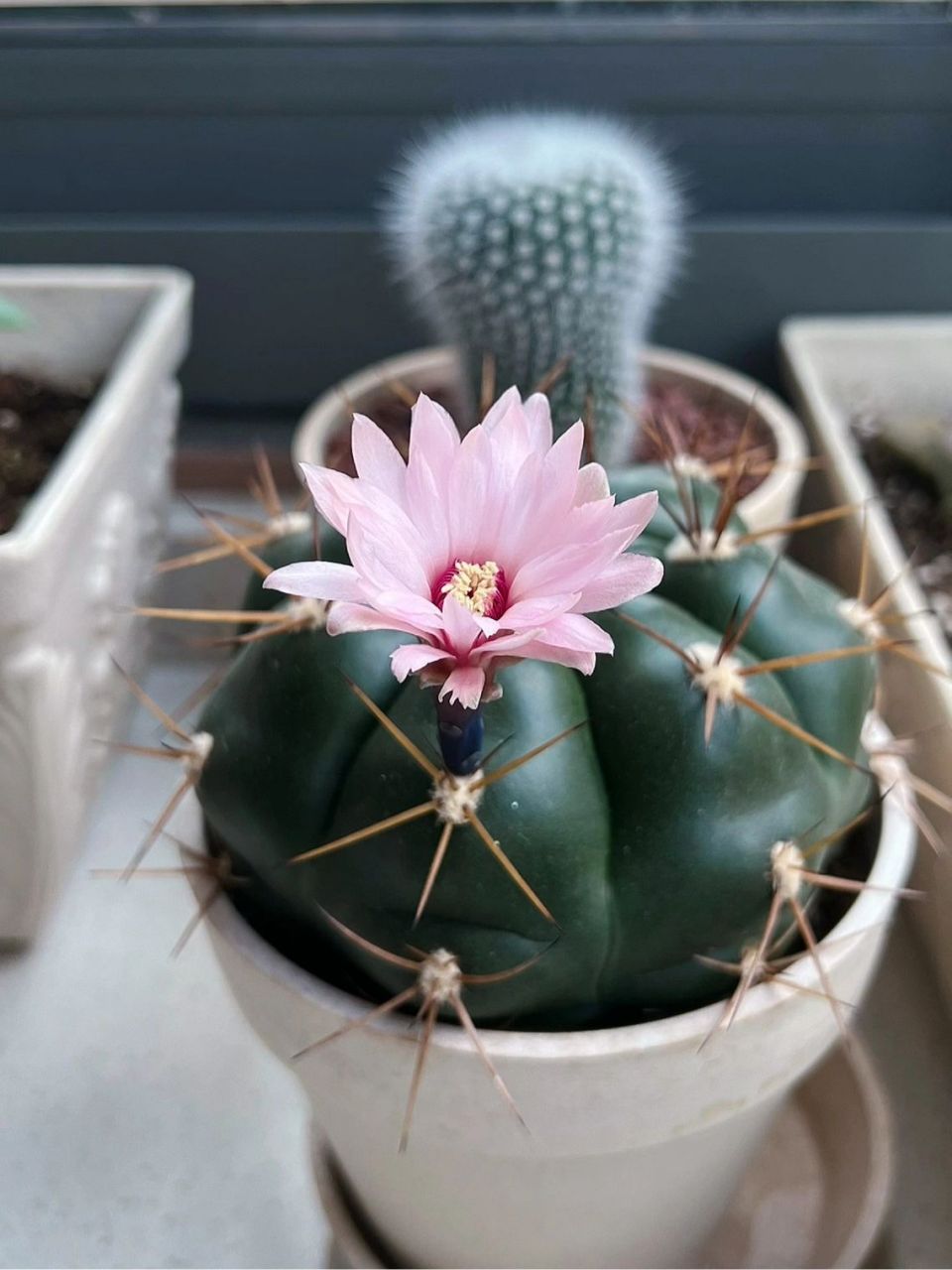 仙人球|良宽 开花94更美丽~ 良宽又开花94了(图1) 良宽的花期比较