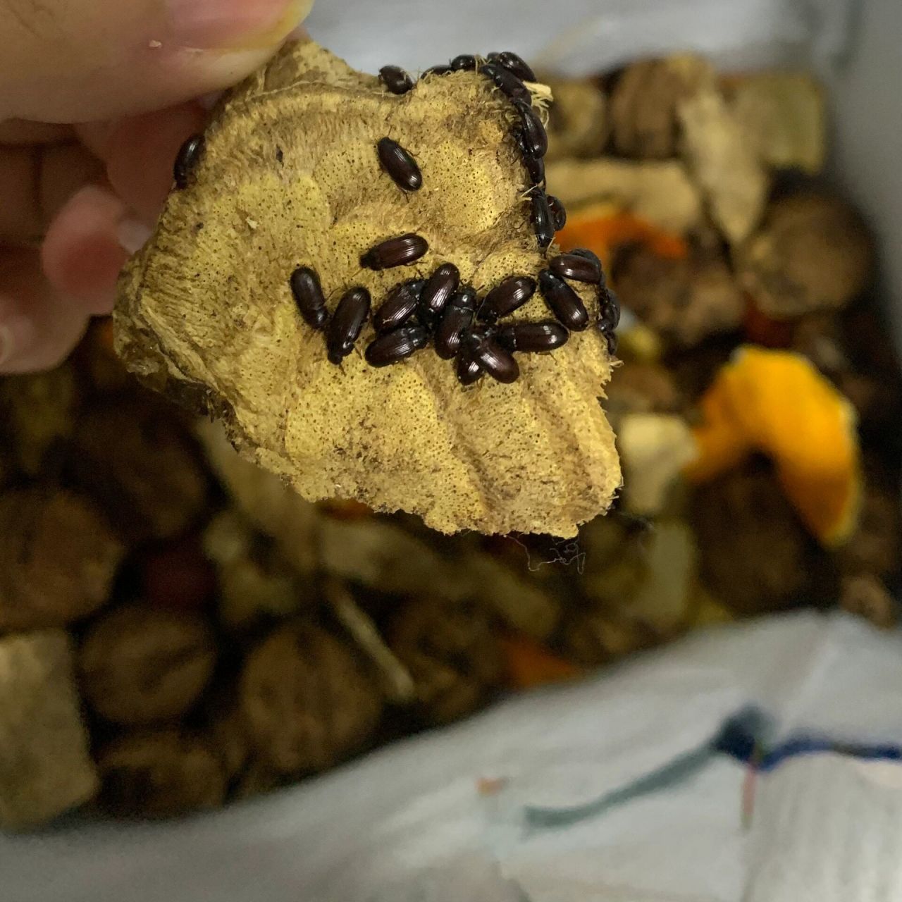 养虫日记～ 洋虫,也叫九龙虫