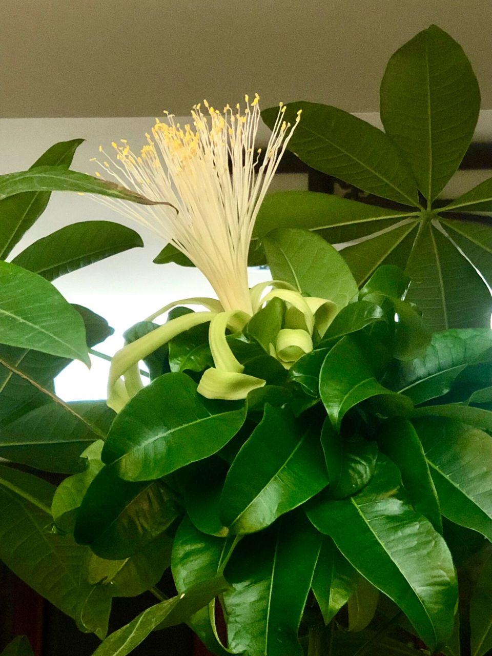 五月发财树开花啦98 突然一阵百合香 发财树开花了