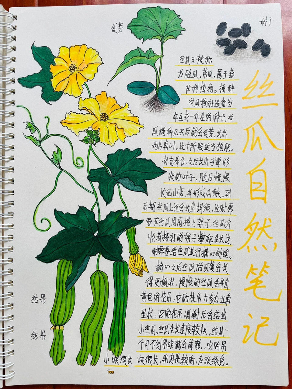 原创自然笔记-丝瓜 丝瓜性凉味甘,有清热凉血的功效.