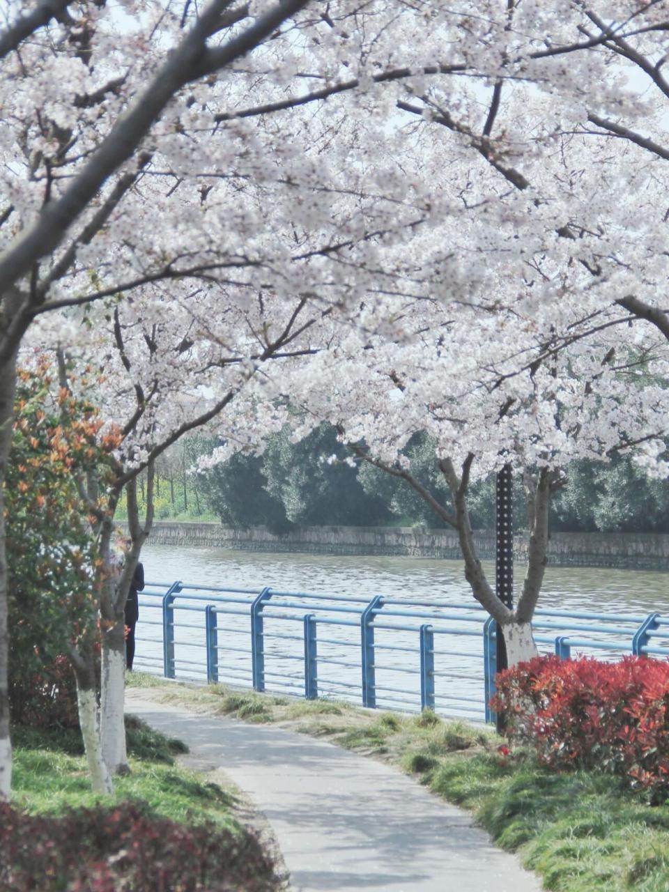 上海东樱花园图片