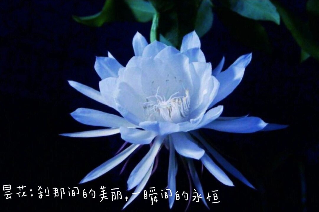 十大悲伤花的花语