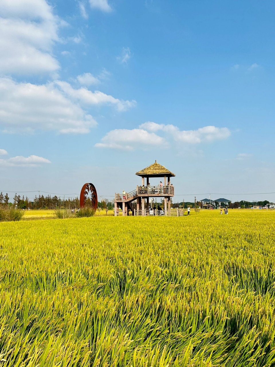 苏州望亭稻香小镇90十月稻花真的好香～ 周末来太湖望亭稻田走了走