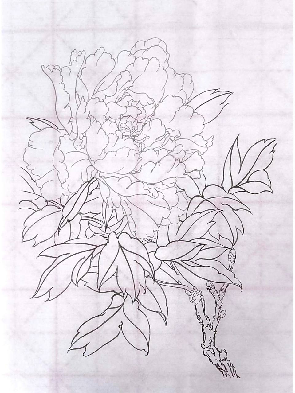 工笔牡丹花步骤图来啦~07 勾线——分染墨色——花与叶子上色