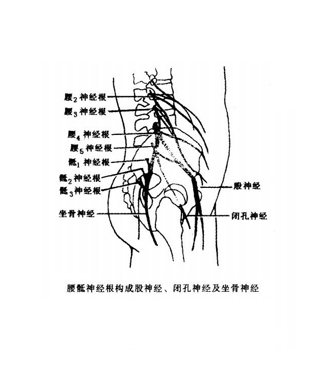 腰椎间盘突出症影响3类神经