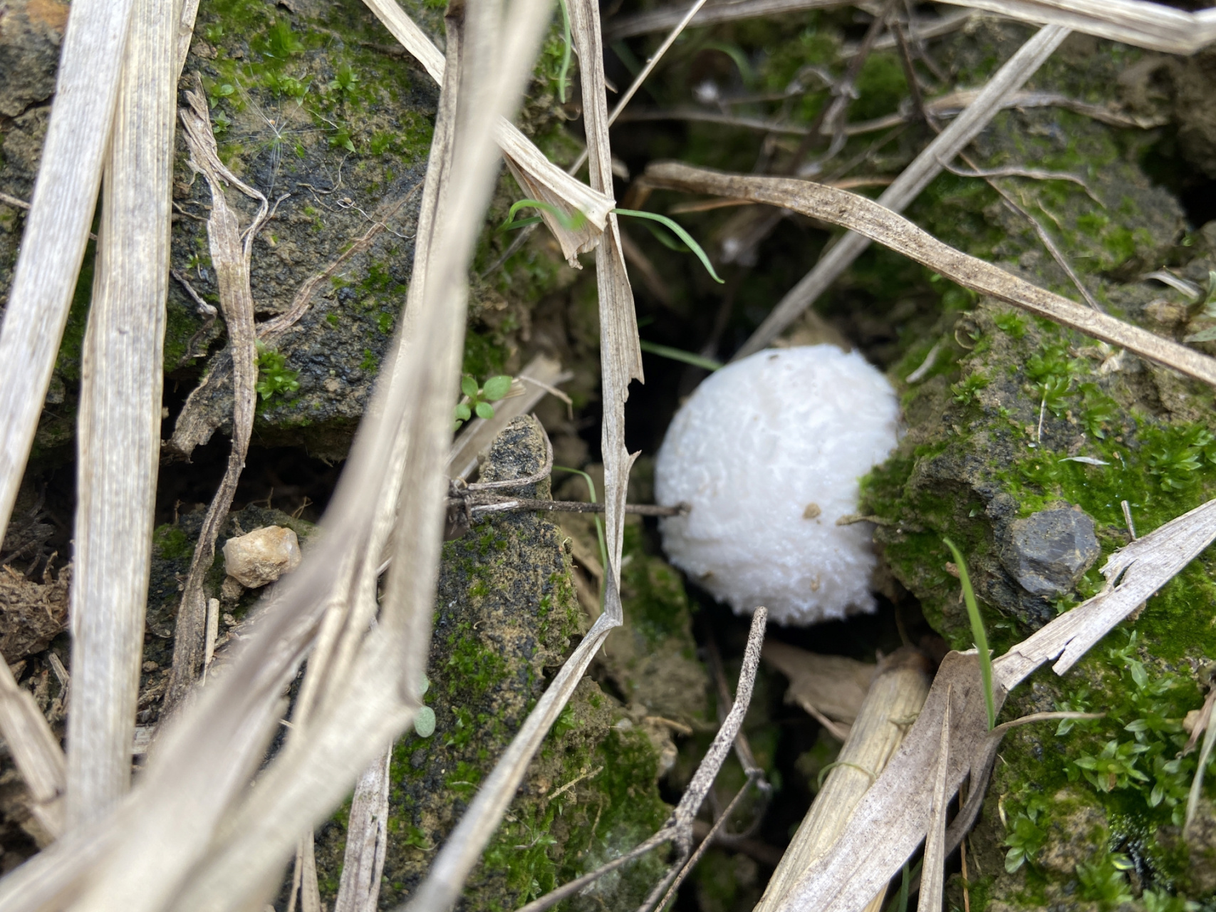捡稻草菇 这个周末,我亲自去稻田里来捡稻草菇了.