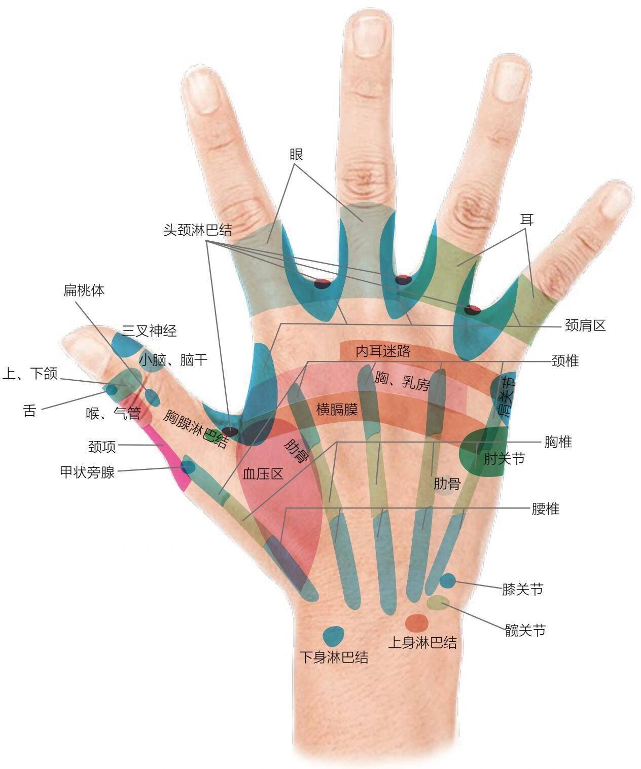 脾在手上的反射区图图片