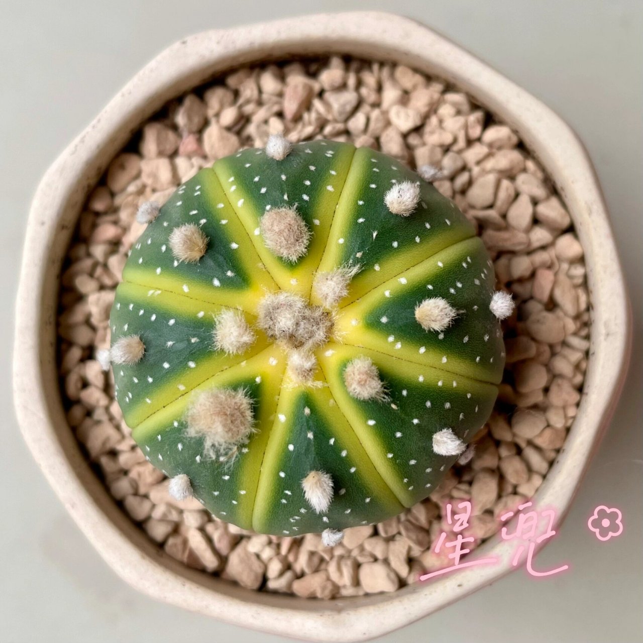 星兜78-小南瓜99 突然get到它的可爱,是一个很便宜,颜值很高的