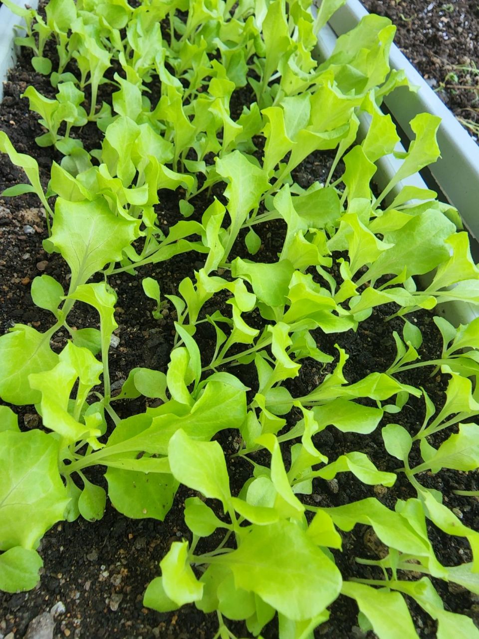 这阵子雨水也多,对生菜的生长格外的友好,长成这样的生菜小苗可曳分