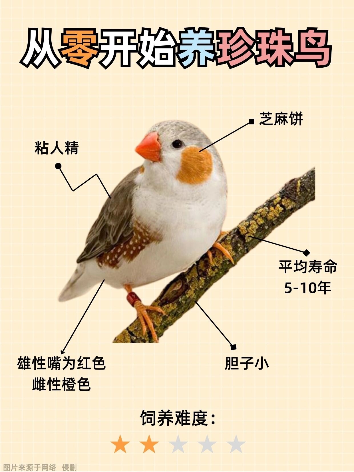 小学课文里的珍珠鸟,你们知道怎么养它吗