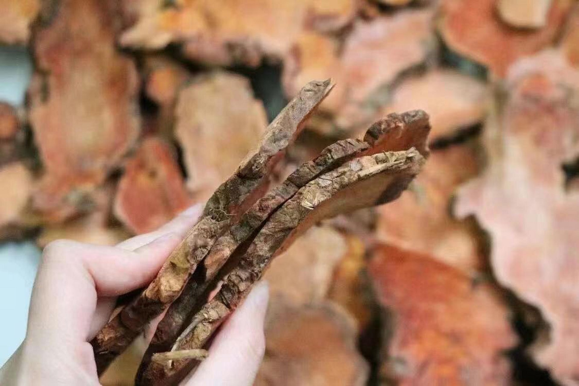 野生土茯苓 云南野生土茯苓百病从湿起"湿气"积累体内 会造成小肚腩