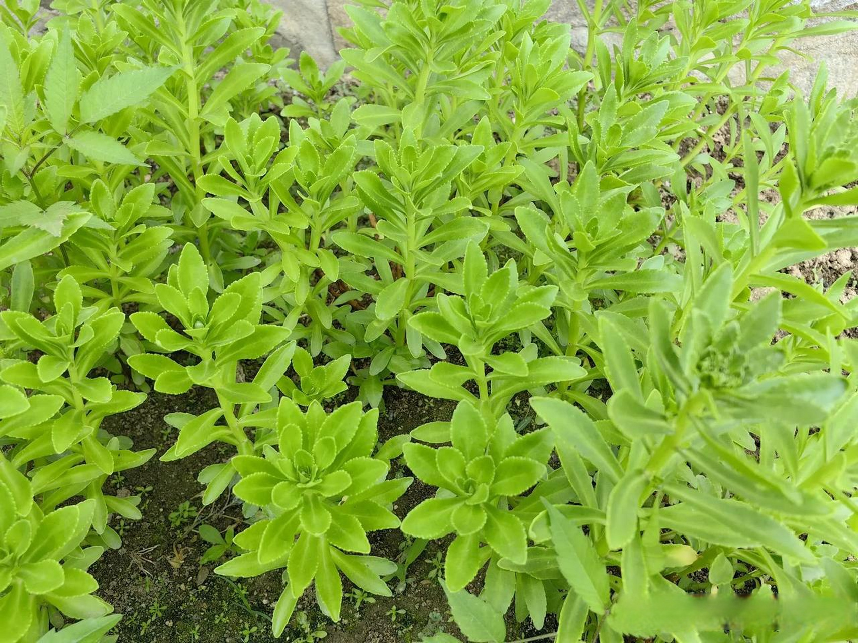 据说这种菜叫救心菜.吃了,有利于降压和保护心脏.生吃,还可以.